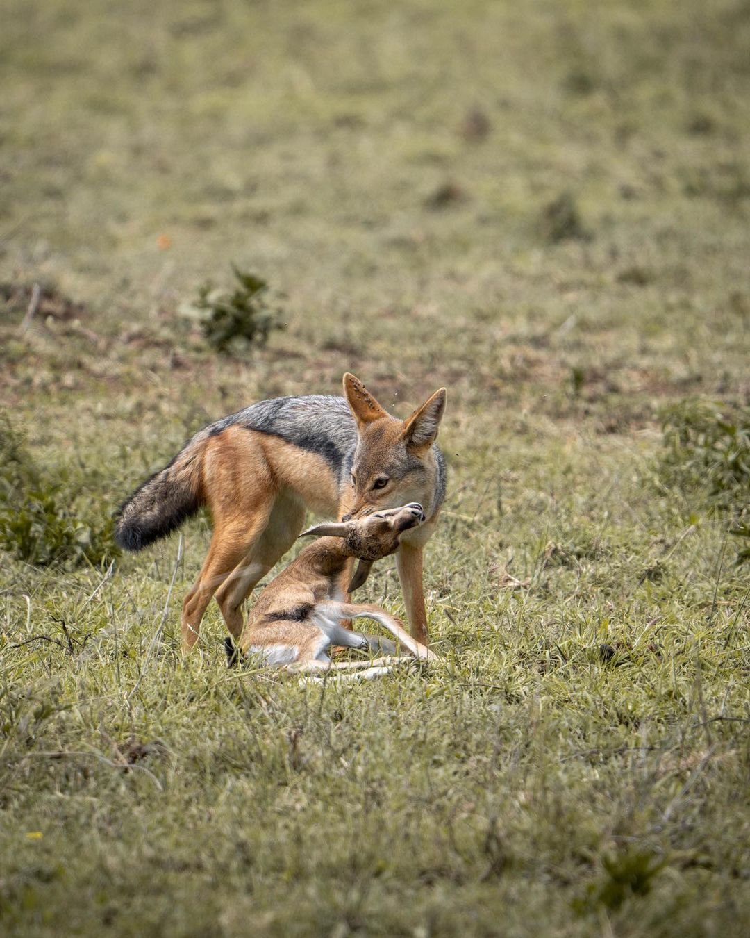 Bush Camping In Southern  Tanzania